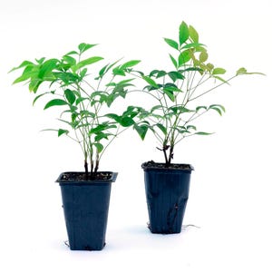 Heavenly Bamboo (Nandina domestica) | Ornamental Evergreen Shrub With Upright Textured Foliage and Multi-Season Colors for Hedges & Borders