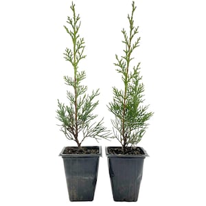 May include: Two small evergreen trees in black plastic pots. The trees have green, needle-like foliage and brown stems. The pots are square and filled with soil. The background is white.