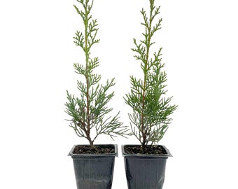 Blue Italian Cypress Saplings (Cupressus sempervirens 'Glauca') Fast-Growing Evergreen Conifer Tree with Blue-Green Foliage & Columnar Form