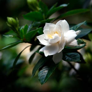 May include: A single white gardenia flower with a yellow center blooms on a green bush. The flower is in focus, while the leaves are blurred in the background.