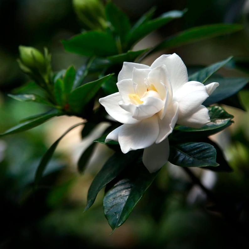 May include: A single white gardenia flower with a yellow center blooms on a green bush. The flower is in focus, while the leaves are blurred in the background.