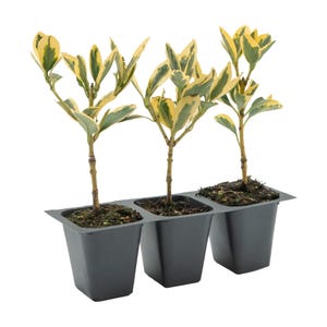 Silver King Euonymus, Live Plants – Euonymus Japonica – Hardy Variegated Evergreen Shrub in 2.5” Nursery Cubes – Low-Maintenance & Adaptable