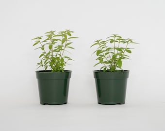 2 Lemon Verbena Plants, Aloysia citriodora, Live Plants, Fully rooted and Thriving Inside 4" Premium Nursery Pots