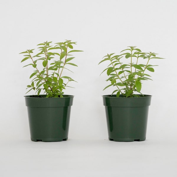 2 Lemon Verbena Plants, Aloysia citriodora, Live Plants, Fully rooted and Thriving Inside 4" Premium Nursery Pots