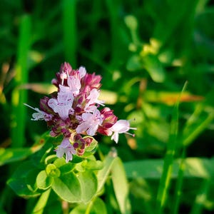 Common Oregano (Origanum vulgare) | Classic Culinary Herb Plant with Strong Aromatic Flavor | Perfect for Sauces, Seasoning, Gardens & Pots image 3