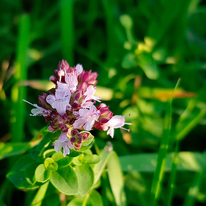 Common Oregano (Origanum vulgare) | Classic Culinary Herb Plant with Strong Aromatic Flavor | Perfect for Sauces, Seasoning, Gardens & Pots image 3