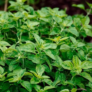 Common Oregano (Origanum vulgare) | Classic Culinary Herb Plant with Strong Aromatic Flavor | Perfect for Sauces, Seasoning, Gardens & Pots image 2