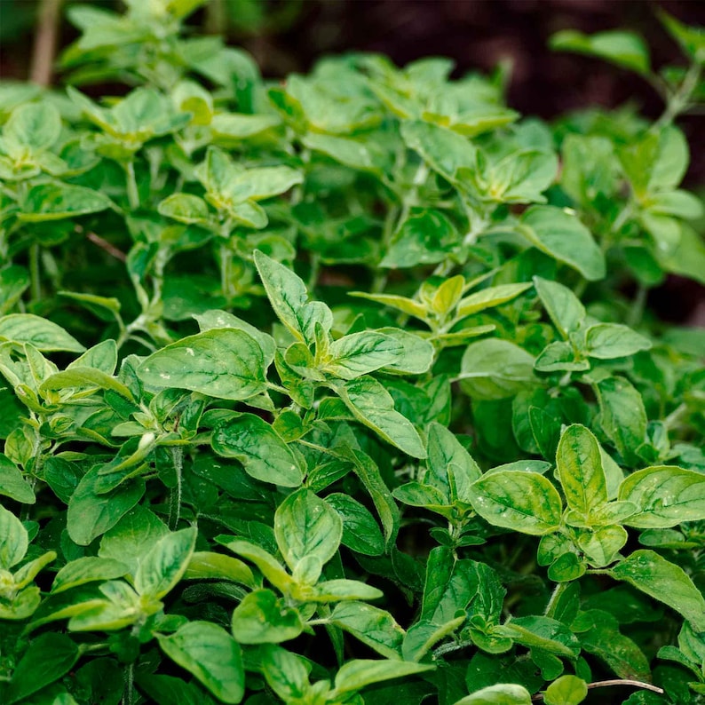 Common Oregano (Origanum vulgare) | Classic Culinary Herb Plant with Strong Aromatic Flavor | Perfect for Sauces, Seasoning, Gardens & Pots image 2