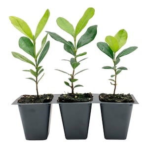 Pineapple Guava (Feijoa) Trees | Live Saplings in 2.5-inch Nursery Cubes | Feijoa Sellowiana Variety | Drought-Tolerant Fruit-Bearing Tree