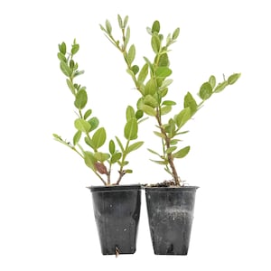 Green Carpet Natal Plum (Carissa macrocarpa 'Green Carpet') Low-Growth Spreading Evergreen Shrub, Dense Compact Habit for Hedges & Borders