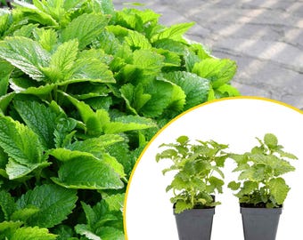 2 Lemon Balm in Cubes | Aromatic Culinary Herb with Lemon-Scented Foliage for Teas, Pollinators, Containers & Gardens (Melissa officinalis)