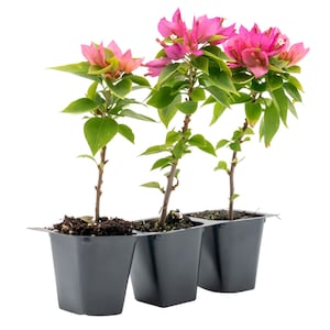 Torch Glow Bougainvillea | Compact Shrubby Evergreen Vine with Dense Fuchsia-Red Bracts, Perfect for Small Spaces, Pots & Climbing Trellises