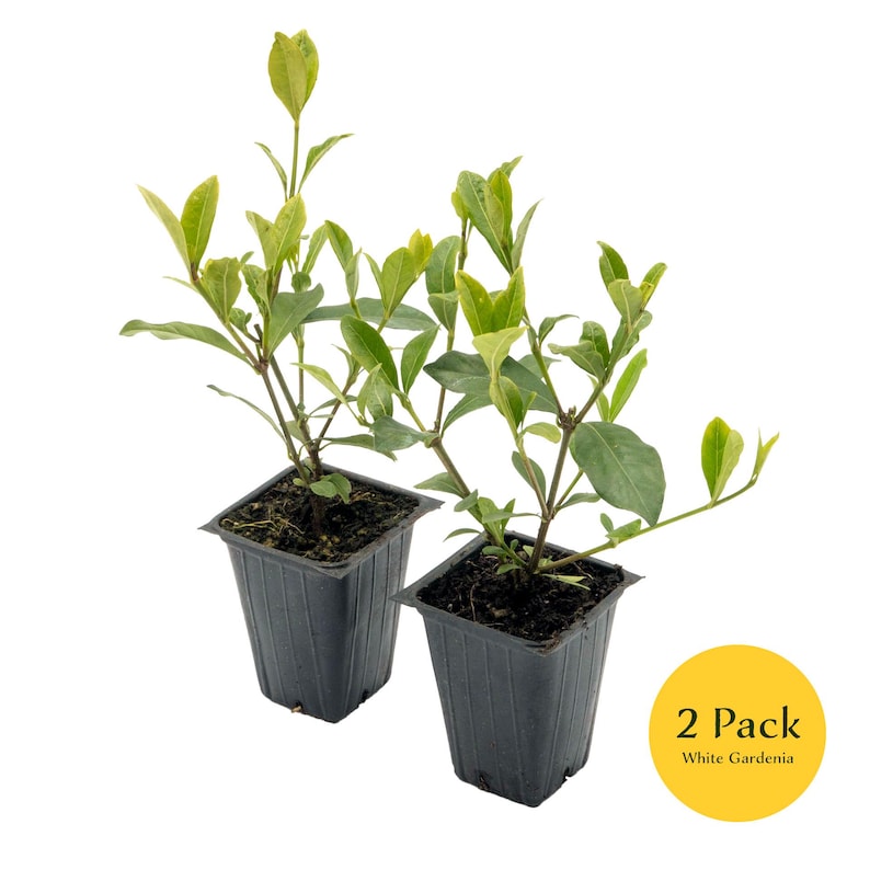 May include: Two small potted white gardenia plants in black plastic pots. The plants have green leaves and are ready to be planted in the garden. 2 Pack White Gardenia.