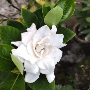 May include: A single white gardenia flower in full bloom with green leaves. The flower has multiple layers of petals and is in focus.