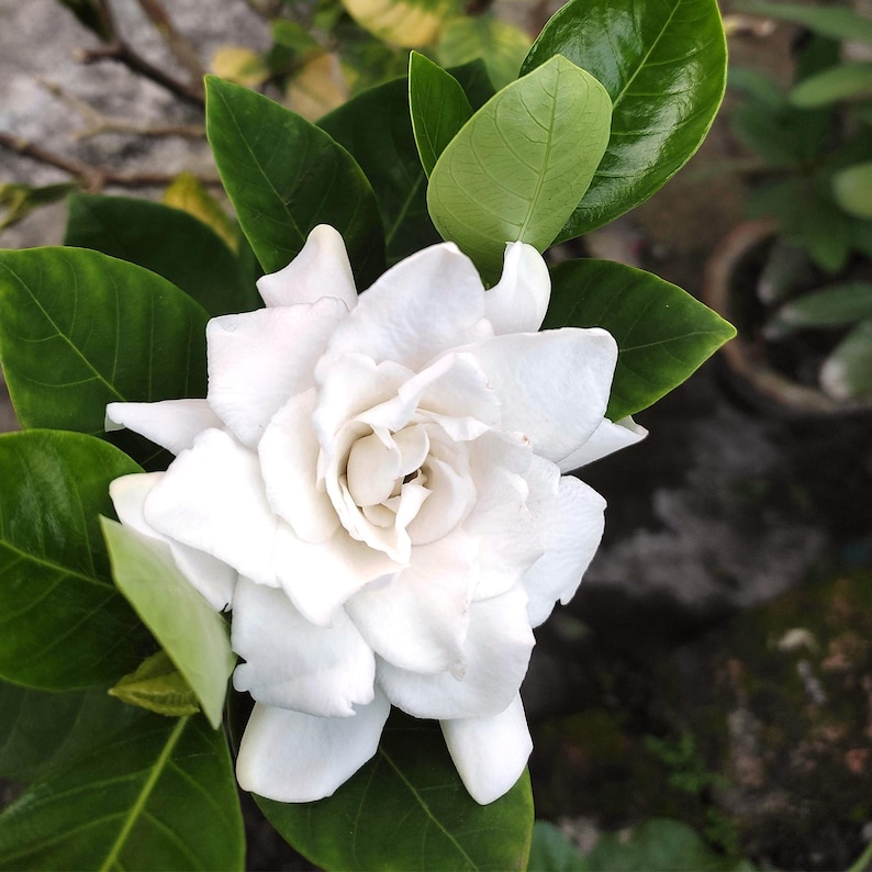 May include: A single white gardenia flower in full bloom with green leaves. The flower has multiple layers of petals and is in focus.