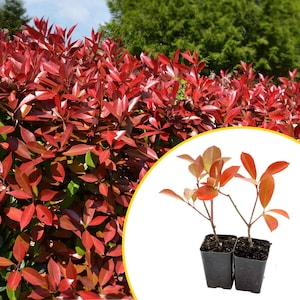 2 Red Tip Photinia (Photinia × fraseri) Fast-Growing Evergreen Privacy Shrub With Bright Red Growth and Dense Foliage for Hedges & Borders