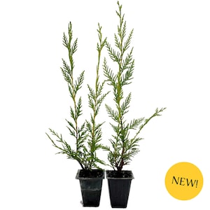 May include: Two small potted evergreen plants with vibrant green foliage. The plants are in black plastic pots, set against a white background. A yellow circle with the word "NEW!" is in the lower right corner.