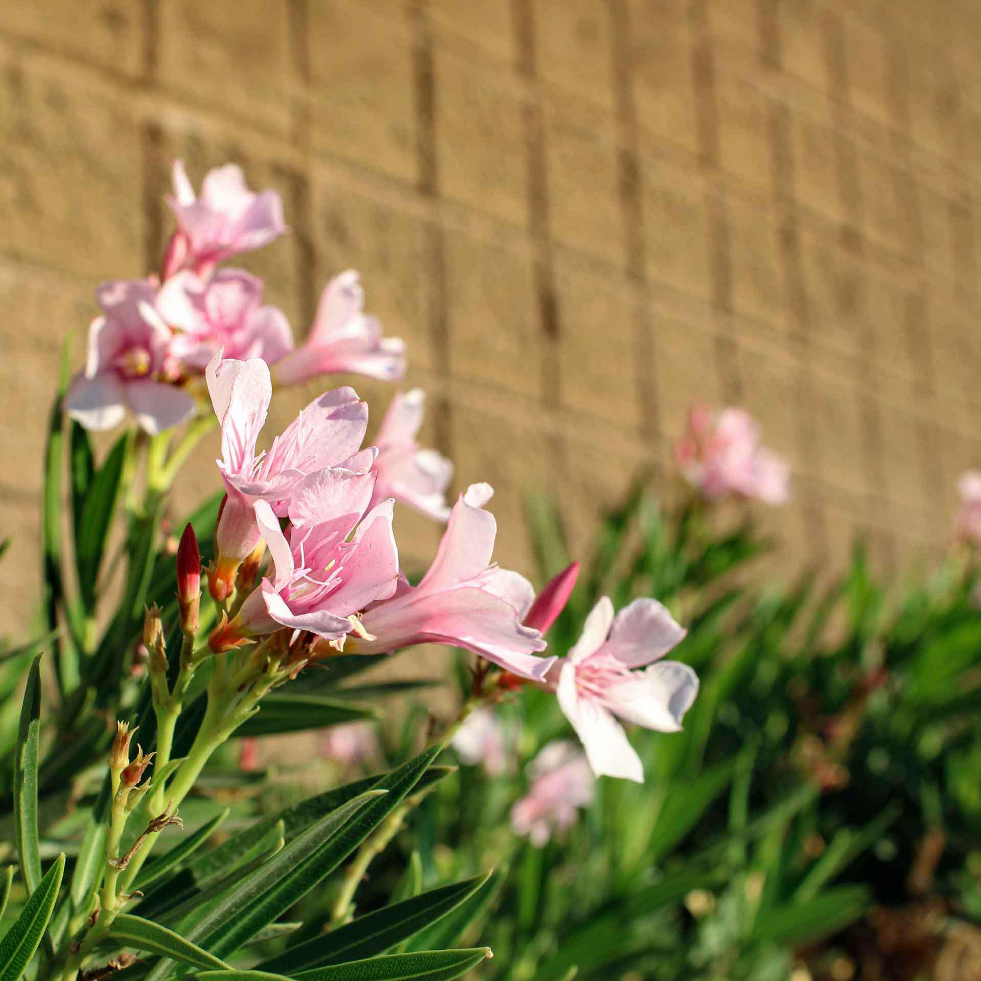Petite Pink Oleander (nerium Oleander 'petite Pink') Dwarf Evergreen ...