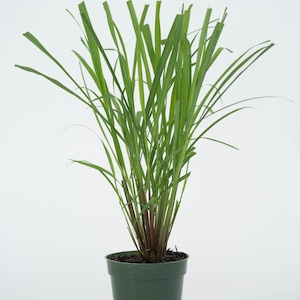 Large Lemongrass in 4 inch Pots, Cymbopogon Citratus, Minimum 8 Main Stalks Per Plant, West Indian Lemon Grass, Fully Rooted