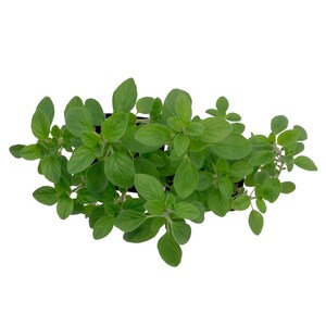 Common Oregano (Origanum vulgare) | Classic Culinary Herb Plant with Strong Aromatic Flavor | Perfect for Sauces, Seasoning, Gardens & Pots image 9