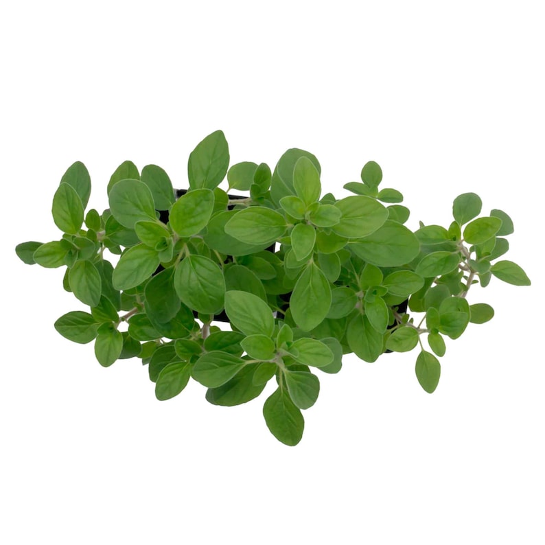 Common Oregano (Origanum vulgare) | Classic Culinary Herb Plant with Strong Aromatic Flavor | Perfect for Sauces, Seasoning, Gardens & Pots image 9