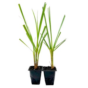 May include: Two small potted plants with long, thin, bright green leaves. The plants are in square black plastic pots, set against a white background. The leaves are upright and slightly arching.