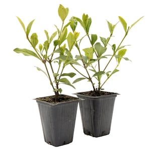 May include: Two small green plants in black plastic pots. The plants have multiple stems with green leaves.