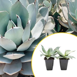 May include: Close-up of a large, light blue-green agave plant with broad, fleshy leaves and sharp, brown-tipped spines. Two smaller agave plants in black pots are also visible, showcasing the plant's potential for propagation and landscaping.