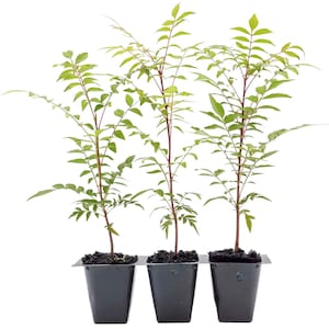 Chinese Pistache Saplings (Pistacia chinensis) Ornamental Deciduous Shade Tree with Bold Fall Color and Hardy Growth for Landscapes & Yards
