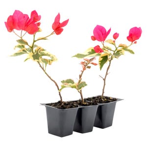 Raspberry Ice Bougainvillea | Variegated, Compact Trailing Vine with Bright Pink Bracts, Decorative Tropical Accent for Pots & Trellises
