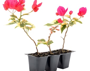 Raspberry Ice Bougainvillea | Variegated, Compact Trailing Vine with Bright Pink Bracts, Decorative Tropical Accent for Pots & Trellises