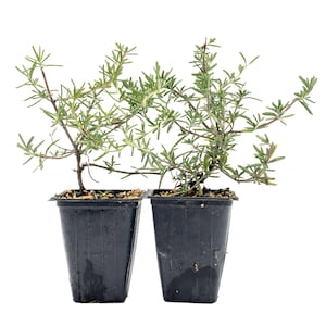 May include: Two small rosemary plants in black plastic pots. The plants have thin, woody stems and numerous small, green, needle-like leaves. The pots are filled with soil and are set against a white background.