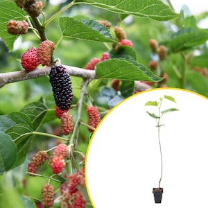 May include: A young mulberry tree sapling in a small black square plastic pot, shown alongside a close-up view of a mulberry branch featuring green serrated leaves and clusters of ripening berries in various shades of red, pink, and dark purple.