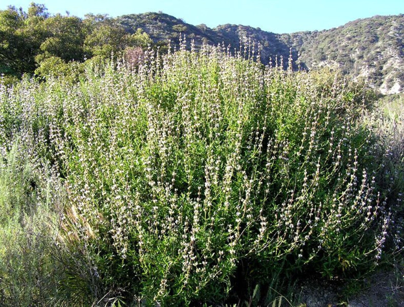 Black Sage // 2x Live Plants // Sacred Black Sages in 6 Etsy