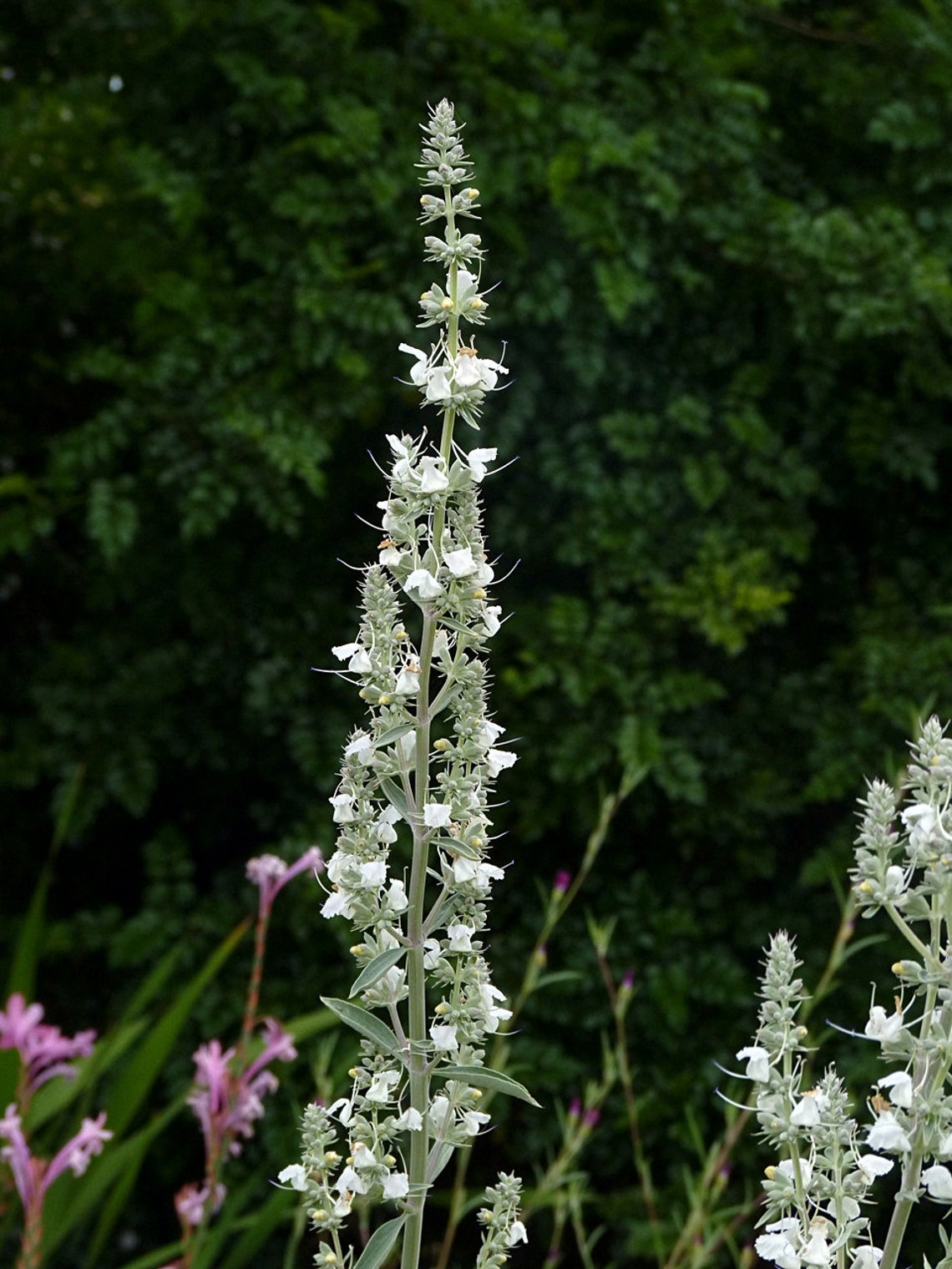 White Sage // Live Plant // Sacred White Sage 6 Pot w/ Etsy