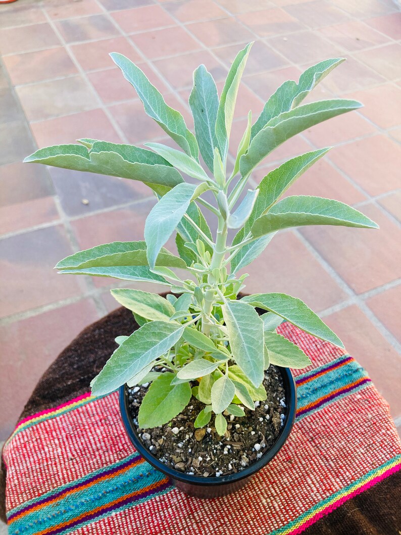 White Sage // Live Plant // Sacred White Sage 6 Pot w/ Etsy
