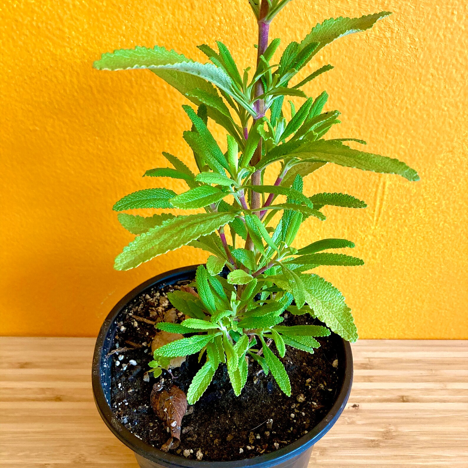 Black Sage // 2x Live Organic Plants // Sacred Black Sages in Etsy