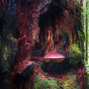 mushroom digital background-mushroom-fairy-elf