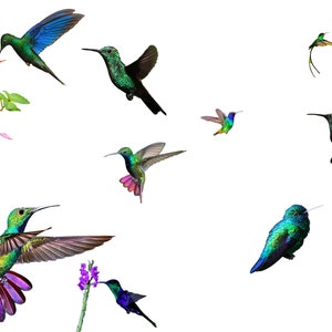hummingbirds-birds-hummingbird-hummingbird overlay-bird overlay-hummingbird digital background