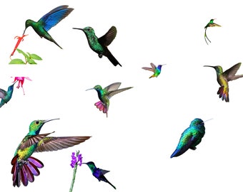 hummingbirds-birds-hummingbird-hummingbird overlay-bird overlay-hummingbird digital background
