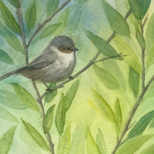 Aquarelle originale, gravures et cartes de visite originales d'oiseau mésange