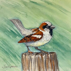 House Sparrow 8x8 Watercolor Painting