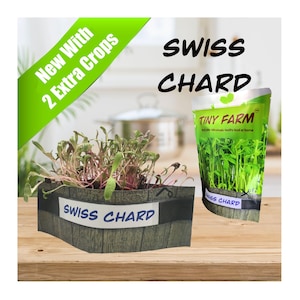 SWISS CHARD MICROGREENS - Grow delicious, nutritious microgreens in a matter of days. Kit includes everything to grow 3 batches.