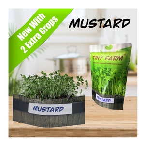 MUSTARD MICROGREENS - Grow delicious, nutritious microgreens in a matter of days. Kit includes everything to grow 3 batches.