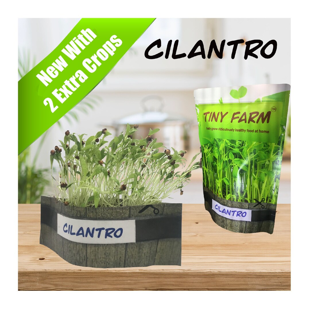 CILANTRO MICROGREENS - Grow Delicious, Nutritious Microgreens in a ...