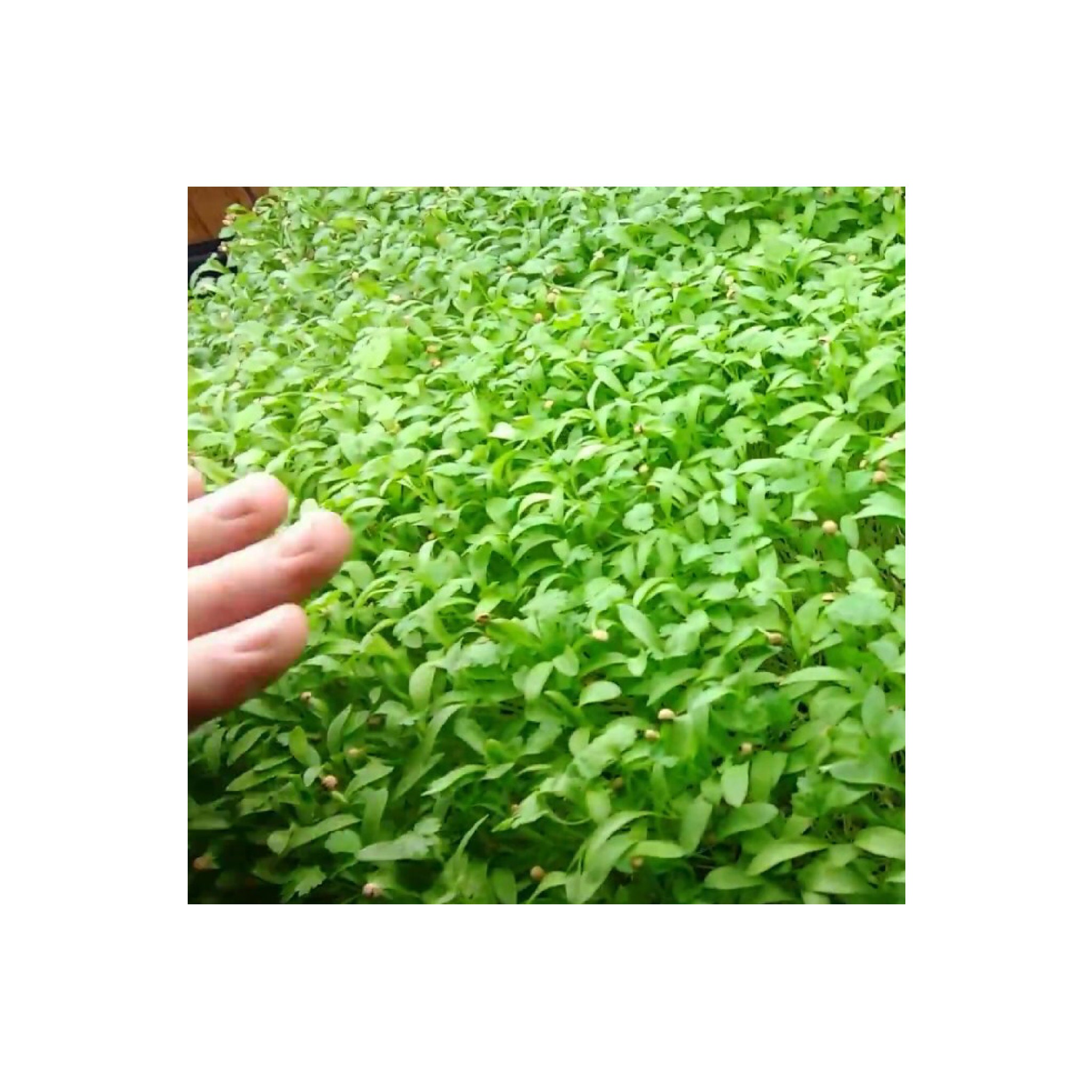 Seeds For Planting Vegetables Thyme Herb Garden Seeds - Common
