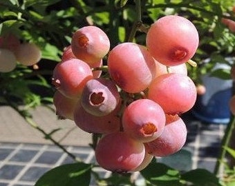 Florida Rose Blueberry 4 to 6 inch Live Starter Plant Cutting Grown Blueberry Plant Vaccinium "Florida Rose" Live Plant