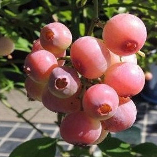 Florida Rose Blueberry 4 to 6 Inch Live Starter Plant Etsy