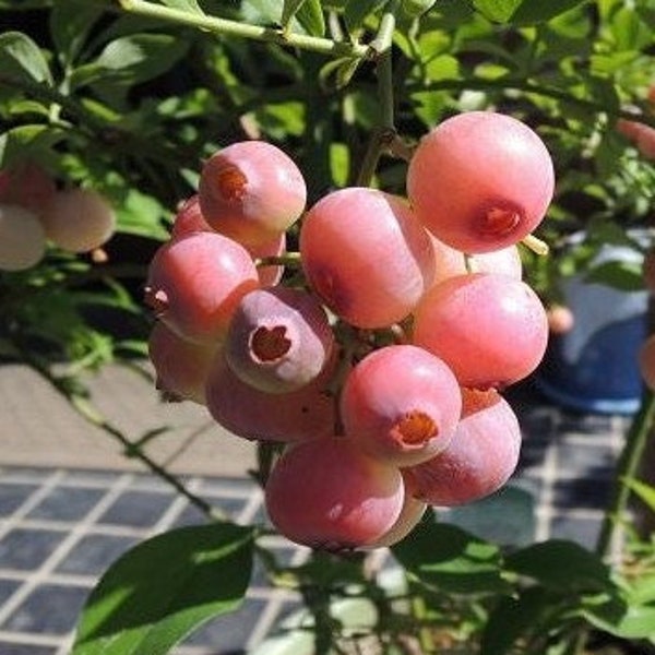 Florida Rose Blueberry 4 to 6 inch Live Starter Blueberry Plant Vaccinium "Florida Rose" Live Delicious Fruit Baby Buch
