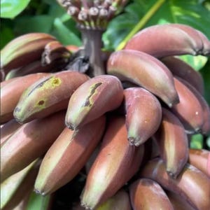 Red Musa Acuminata Banana Tree 7 - 10 Inch Red Banana Live Starter Plant